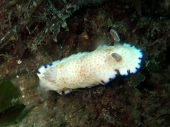 Goniobranchus aureopurpureus
