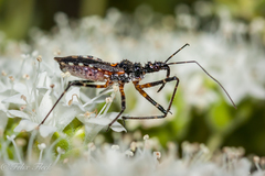 Trachylestes turneri