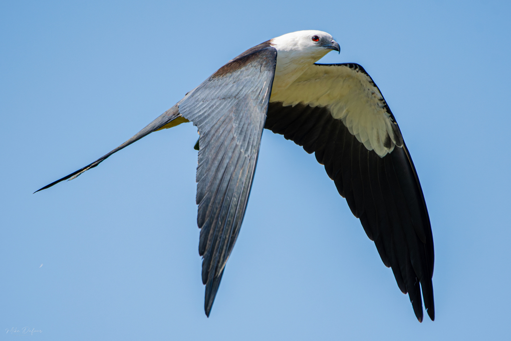 Swallow-tailed Kites