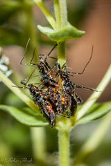 Trachylestes turneri