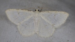 Protitame virginalis