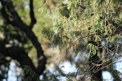Setophaga townsendi × occidentalis
