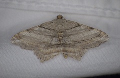 Macaria multilineata