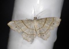 Trigrammia quadrinotaria