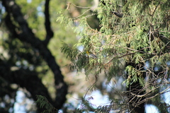 Setophaga townsendi × occidentalis