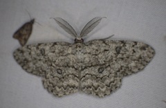 Hypomecis umbrosaria