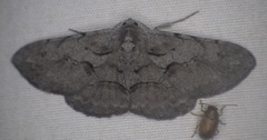 Iridopsis vellivolata
