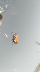 Leptocoris augur