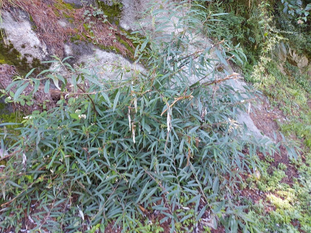 Edible debregeasia from 台灣花蓮縣 on August 22, 2023 at 09:05 AM by 胡正恆 ...