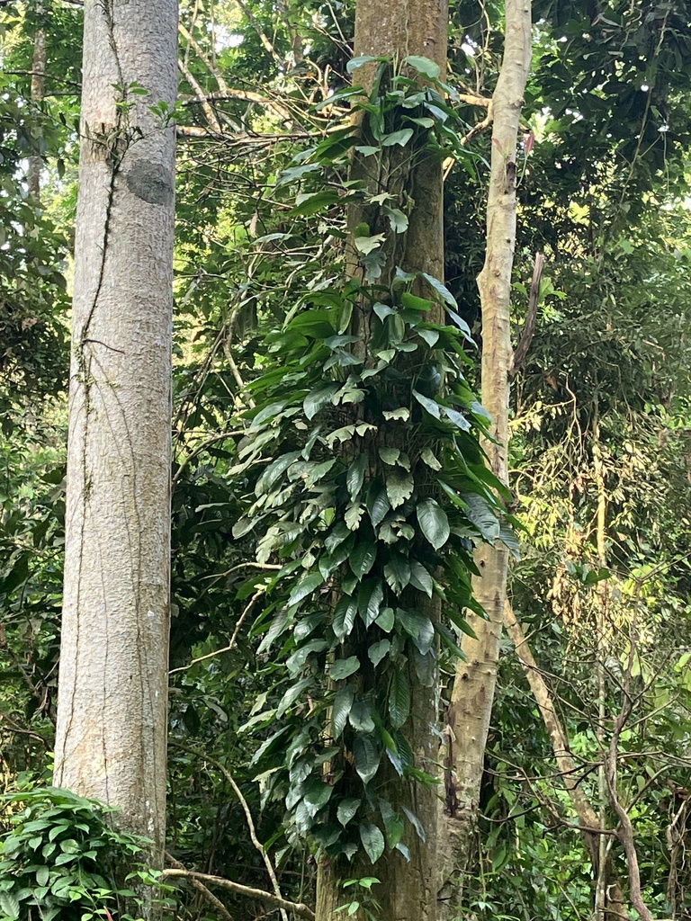 Epipremnum meeboldii