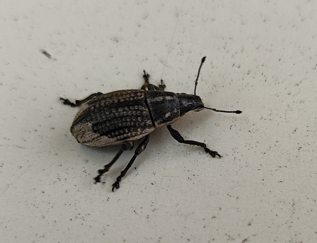 Epicaerus aurifer