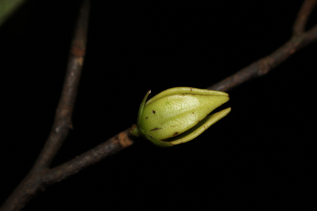 Goniothalamus touranensis
