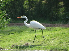 Ardea alba