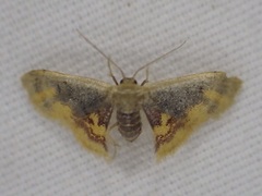 Idaea scintillularia
