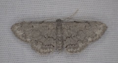 Idaea violacearia