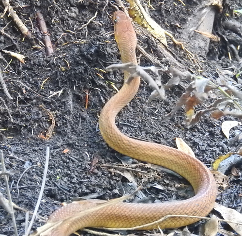 Photo of a Sunda Rat Snake (Coelognathus subradiatus)