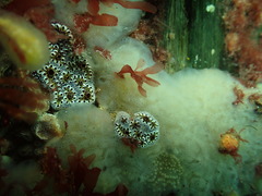 Styelidae