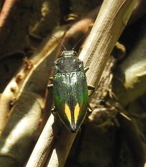 Cyphogastra semipurpurea