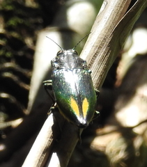 Cyphogastra semipurpurea