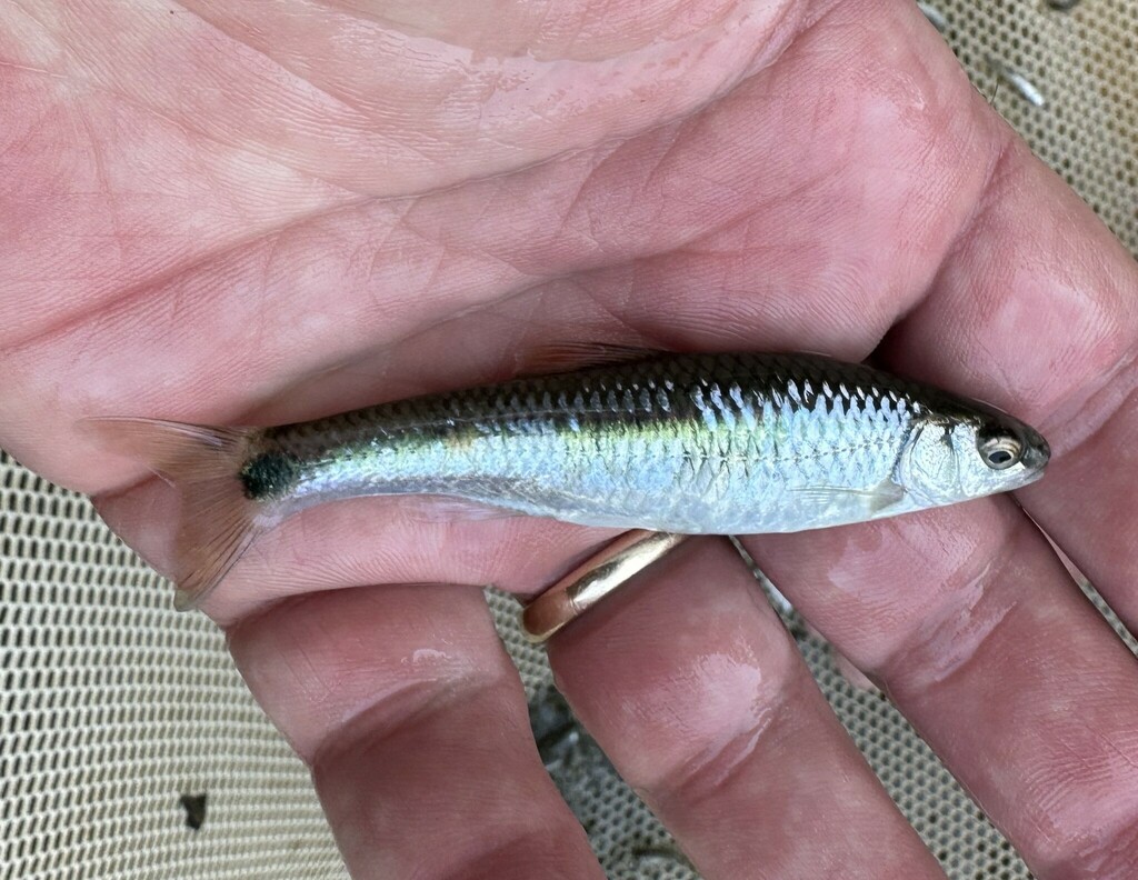 Alabama Shiner from Cahaba River, Cahaba River Park, Shelby County, AL ...