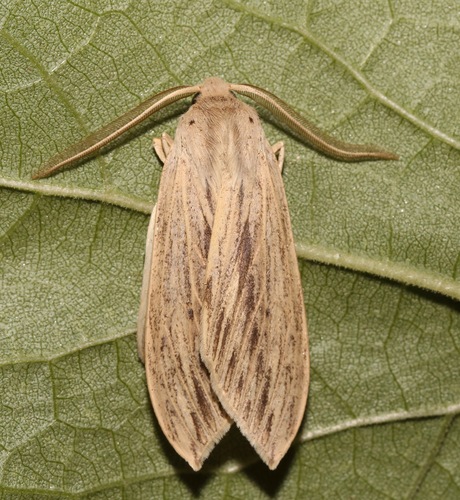 Leucanopsis lurida photo 4
