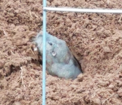 Geomys attwateri