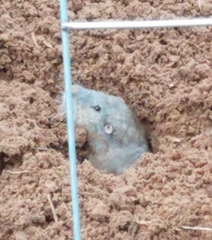 Geomys attwateri