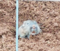 Geomys attwateri