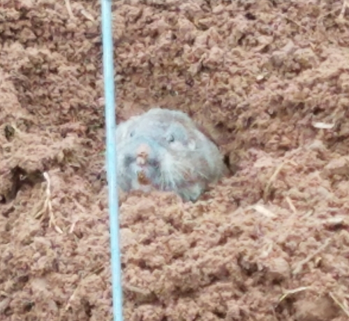 Attwater's Pocket Gopher