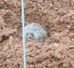 Geomys attwateri