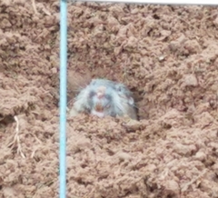 Geomys attwateri
