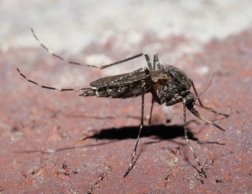 Dark Ricefield Mosquito photo 5