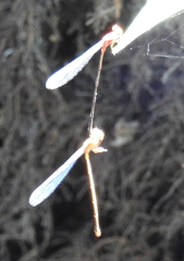 Pseudagrion pilidorsum declaratum