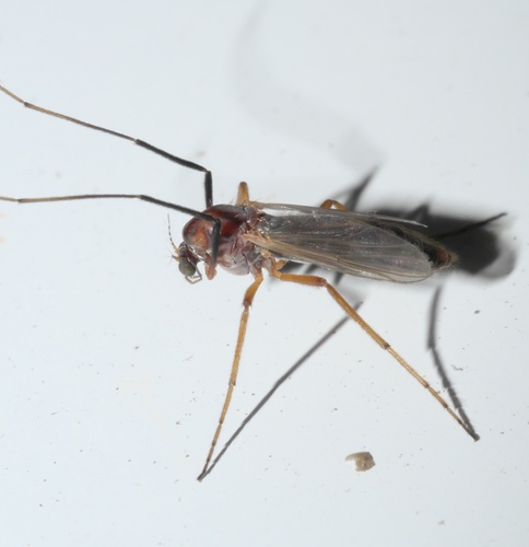 Glyptotendipes testaceus photo 4