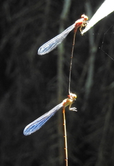 Pseudagrion pilidorsum declaratum
