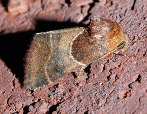 Arcigera Flower Moth photo 5
