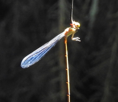 Pseudagrion pilidorsum declaratum