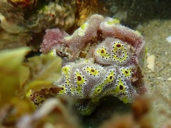 Styelidae