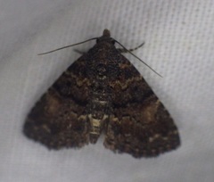 Metalectra richardsi