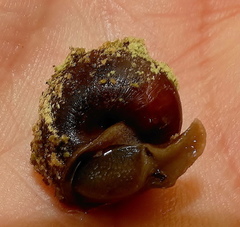 Gittenedouardia spadicea