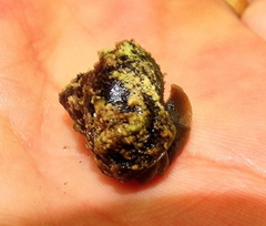 Gittenedouardia spadicea