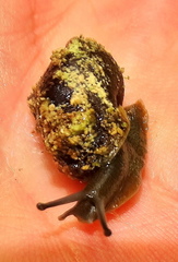 Gittenedouardia spadicea