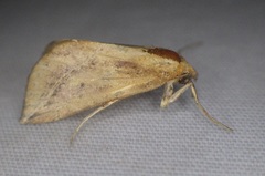 Phyprosopus callitrichoides