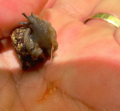 Gittenedouardia spadicea