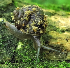 Gittenedouardia spadicea