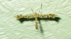 Amblyptilia punctidactyla