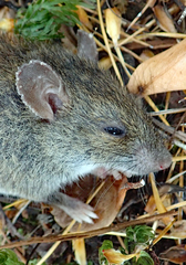 Rattus exulans