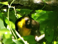 Ploceus bicolor bicolor