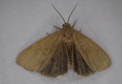 Virbia opella