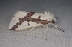 Euerythra phasma